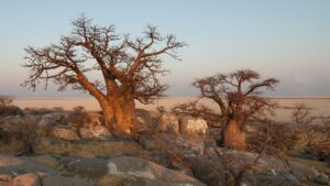 Colonies de Baobab en zones arides, Culture de baobab, Adansonia