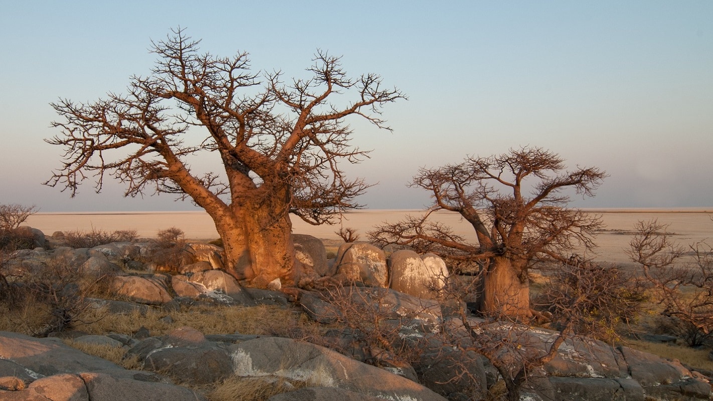 Colonies de Baobab en zones arides, Culture de baobab, Adansonia