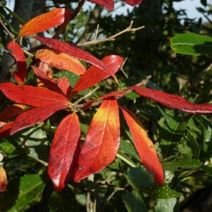 Feuillage coloré de Combretum kraussii, Feuilles d'automne de Saule de brousse des forêts, Combretum kraussii, Saule de brousse des forêts