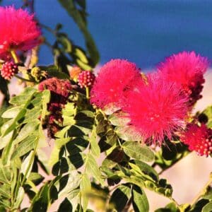 Floraison de Senegalia pervillei, Senegalia pervillei en fleur, Fleurs de Mimosa rouge, Senegalia pervillei, Acacia pervillei, Mimosa rouge, Graines de Senegalia pervillei, Graines d'Acacia pervillei, Graines de Mimosa rouge