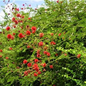 Inflorescence de Senegalia pervillei , Mimosa rouge en fleur, Senegalia pervillei, Acacia pervillei, Mimosa rouge, Graines de Senegalia pervillei, graines de Mimosa rouge
