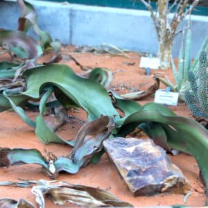 Culture sous serre de Welwitschia mirabilis, Jeune plant d'Arbre à deux feuilles ou Kharos, Welwitschia mirabilis, Arbre à deux feuilles, Welwitschie