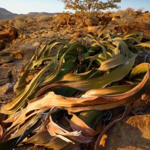 Welwitschia mirabilis sur rocaille, Arbre à deux feuilles ou Kharos en milieu naturel, Arbre à deux feuilles, Welwitschia mirabilis, Welwitschie, Graines de Welwitschia mirabilis, Graines d'Arbre à feuilles, Graines de Welwitschie