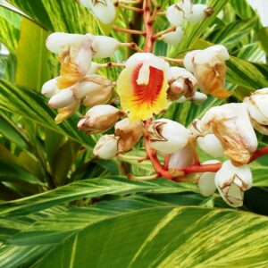Floraison d'Alpinia zerumbet 'Variegata', Fleurs de Gingembre coquille panaché, Alpinia zerumbet 'Variegata', Gingembre coquille panaché, Plant d'Alpinia zerumbet 'Variegata', Plant de Gingembre coquille panaché