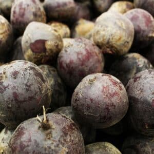 Graines de Betterave Rouge d’Egypte, graines de Beta vulgaris ‘Rouge d’Egypte’