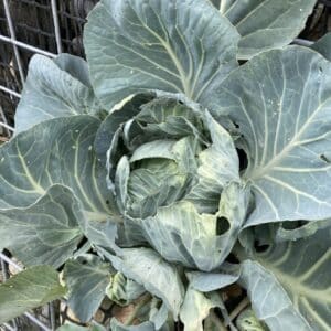 Graines de Brassica oleracea var. capitata, graines de Chou géant portugais