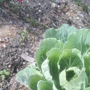 Graines de Brassica oleracea var. capitata, graines de Chou géant portugais