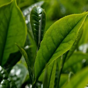 Graines de Camellia sinensis ‘Darjeeling’, graines de Théier Darjeeling