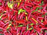 Graines de Capsicum annuum, graines de Piment 'Thaï Hot'