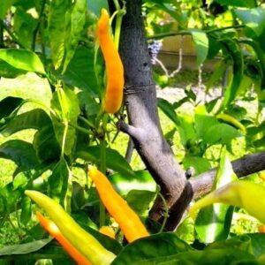 Graines de Capsicum annuum, graines de Piment de Cayenne jaune