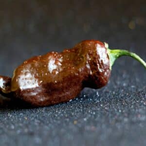 Graines de Capsicum chinense, graines de Piment 'Naga Dorset Chocolat'