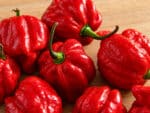 Graines de Capsicum chinense, graines de Piment Trinidad Scorpion rouge, Piment Trinidad Scorpion