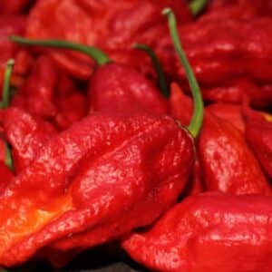 Graines de Capsicum chinense, graines de Piment 'Tasmanian Red'
