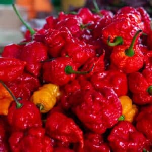 Graines de Capsicum chinense, graines de Piment 'Tasmanian Red'