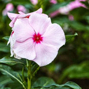 Graines de Vinca rosea cv. Pacifica XP Polka Dot, graines de la Pervenche de Madagascar, Graines de Catharanthus roseus cv. Pacifica XP Polka Dot, Fleurs de Catharanthus roseus cv. Pacifica XP Polka Dot, Fleurs de Pervenche de Madagascar 'Pacifica XP Polka Dot'