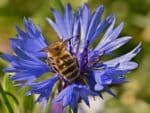 Floraison de Centaurea cyanus, Fleur mellifère de Centaurée bleuet, Plantes mellifères, Jachère fleurie