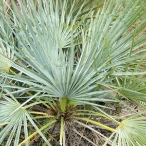 Graines de Chamaerops humilis var. cerifera, graines de Palmier nain bleu