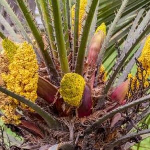 Graines de Chamaerops humilis var. cerifera, graines de Palmier nain bleu