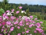 Prairie de Cosmos bipinnatus, Cosmos bipenné en fleur, Jachère fleurie polyvalente, Plantes mellifères, Jachère mellifère