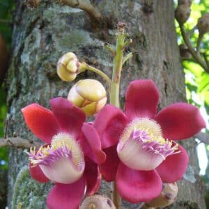 Graines de Couroupita guianensis, graines d'Arbre aux boulets de canon