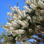 Graines de Melaleuca striata, graines de Myrte au miel de sable