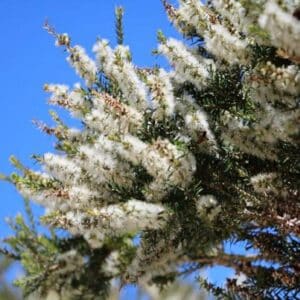 Graines de Melaleuca striata, graines de Myrte au miel de sable