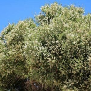 Graines de Melaleuca striata, graines de Myrte au miel de sable