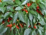 Graines de Capsicum anuuum, graines de Piment de Cayenne