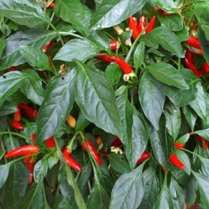 Graines de Capsicum anuuum, graines de Piment de Cayenne