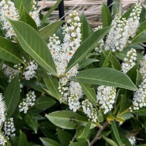 Graines de Prunus laurocerasus, Graines de Laurier palme, Prunus laurocerasus, Laurier palme, Prunus laurocerasus en fleur, Inflorescence de Laurier palme