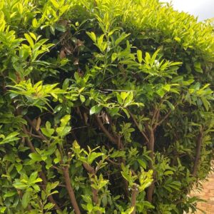 Graines de Prunus laurocerasus, Graines de Laurier-palme, Vue générale de Prunus laurocerasus ou Laurier palme