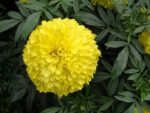 Graines de Tagetes erecta, graines de Rose d’Inde