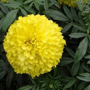 Graines de Tagetes erecta, graines de Rose d’Inde