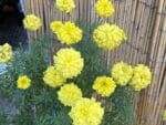 Graines de Tagetes erecta,, graines de Rose d’Inde