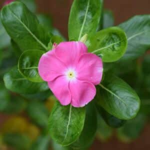 Fleurs de Catharanthus roseus cv. Pacifica XP Pink, Inflorescence de Pervenche de Madagascar ' Pacifica XP Pink', Graines de Pervenche de Madagascar, Graines Catharanthus roseus 'Pacifica XP Pink', Graines de Vinca rosea 'Pacifica XP Pink'