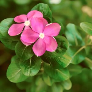 Vue générale de Catharanthus roseus cv. Pacifica XP Pink, Fleurs et feuilles de Vinca rosea 'Pacifica XP Pink', Graines de Pervenche de Madagascar, Graines Catharanthus roseus 'Pacifica XP Pink', Graines de Vinca rosea 'Pacifica XP Pink'
