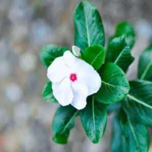 Graines de Vinca rosea cv. Pacifica XP Polka Dot, graines de la Pervenche de Madagascar, Graines de Catharanthus roseus cv. Pacifica XP Polka Dot, Fleurs de Catharanthus roseus cv. Pacifica XP Polka Dot, Fleurs de Pervenche de Madagascar 'Pacifica XP Polka Dot'