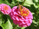 Zinnia elegans en fleur, Fleurs mellifères de Zinnia, Jachère fleuri polyvalente, Plantes mellifères