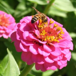 Zinnia elegans en fleur, Fleurs mellifères de Zinnia, Jachère fleuri polyvalente, Plantes mellifères