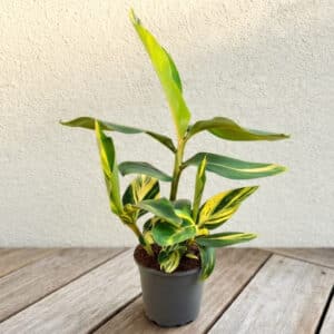 Alpinia zerumbet Variegata, Gingembre shampooing, Plant d'Alpinia zerumbet Variegated, Plant de Gingembre coquille panaché, Plant de Gingembre shampooing