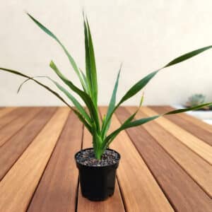 Dracaena draco, Dragonnier des Canaries, Plant de Dragonnier des Canaries, Dracaena draco en pot, Plant de Dracaena draco