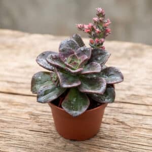 Echeveria 'Black Prince', plant Echeveria Black Prince