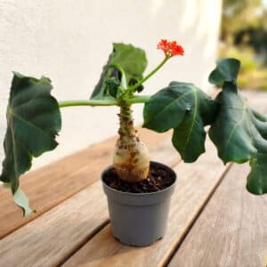 Jatropha podagrica, Plante corail en pot, Plant de Jatropha podagrica, Plant de baobab nain, Jatropha en pot