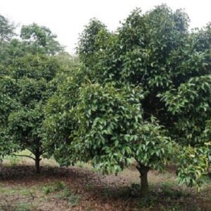 Garcinia mangostana - Vue générale