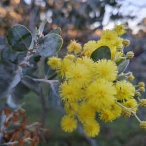 Graines d'Acacia podalyriifolia, graines de Mimosa à feuilles de Podalyria