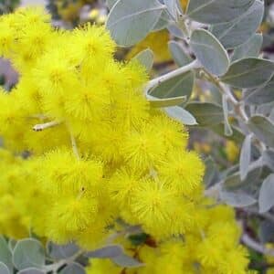 Graines d'Acacia podalyriifolia, graines de Mimosa à feuilles de Podalyria