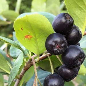 Graines d'Aronia × prunifolia ‘Viking’, graines d'Aronia Viking