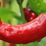 Graines de Capsicum annuum, graines de Poivron doux