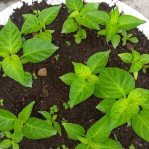 Semis de piment, jeunes plants de piment, semis de Capsicum chinense, jeunes plants de Capsicum chinense