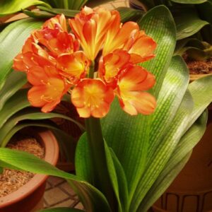 Plants de Clivia miniata, plants de Clivie vermillon
